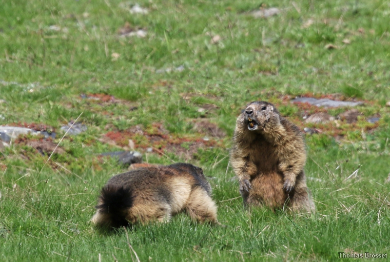 Photo Mammifères Marmotte (Marmota marmota)