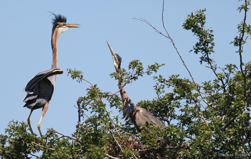 Photo Oiseaux