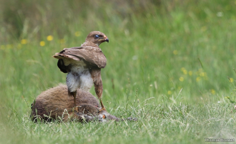 Photo Oiseaux Buse variable (Buteo Buteo)