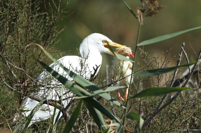 Photo Oiseaux