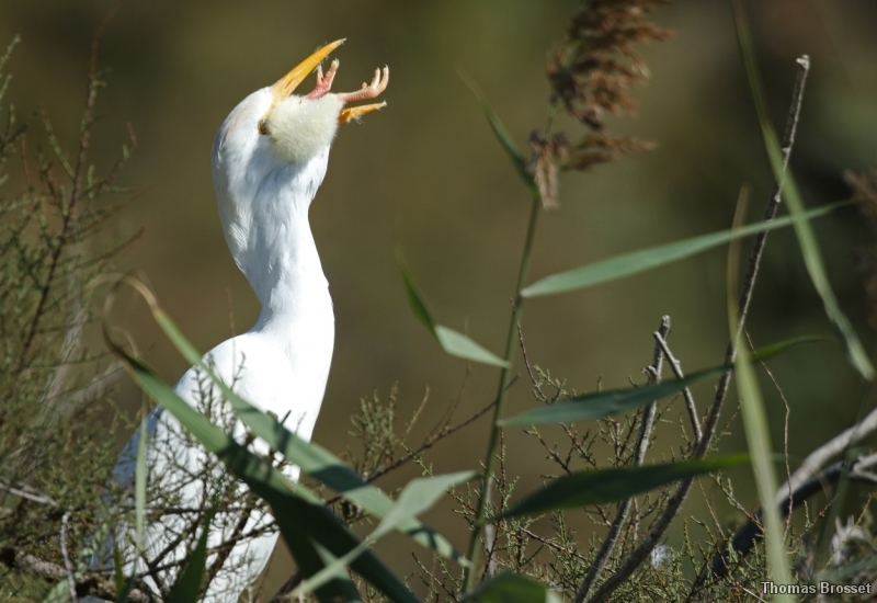 Photo Oiseaux