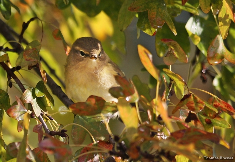 Photo Oiseaux