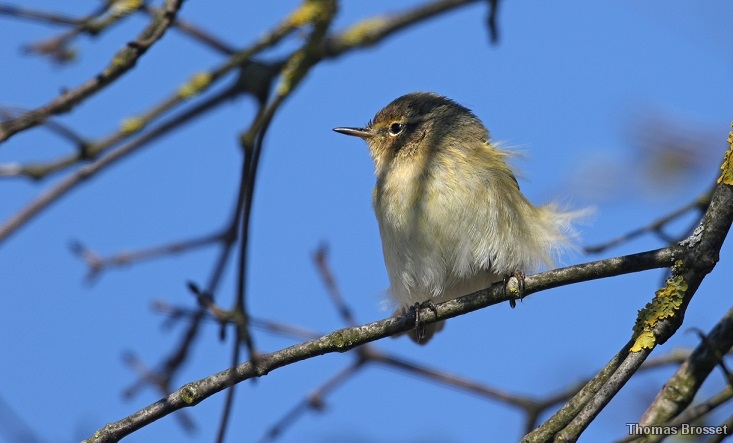 Photo Oiseaux