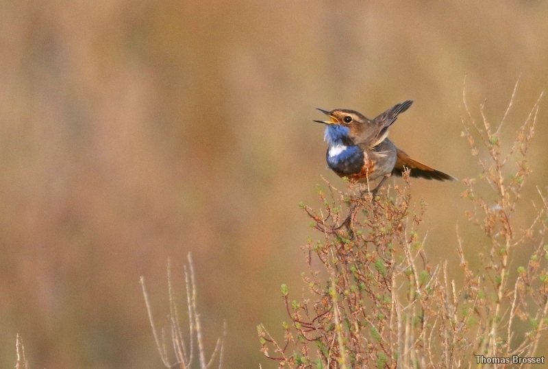 Photo Oiseaux