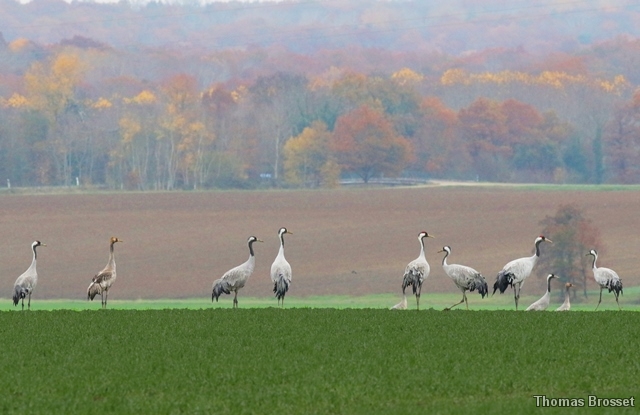 Photo Oiseaux