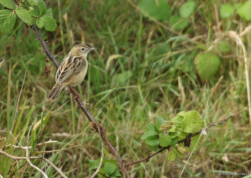 Photo Oiseaux