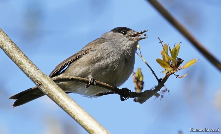 Photo Oiseaux