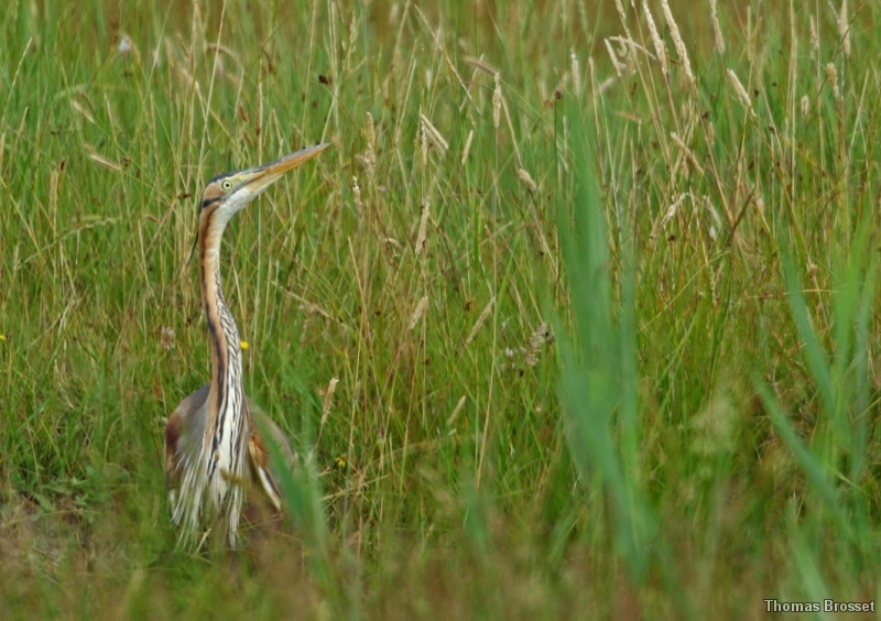 Photo Oiseaux