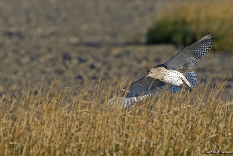 Photo Oiseaux