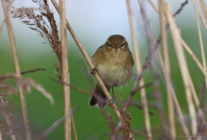 Photo Oiseaux