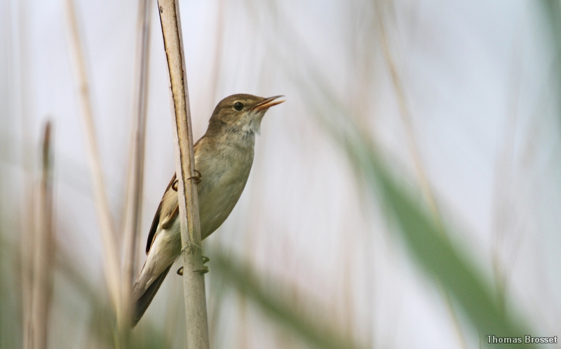 Photo Oiseaux