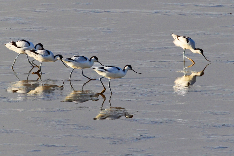 Avocettes_elegantes_a_Esnandes._Baie_de_lAiguillon.JPG