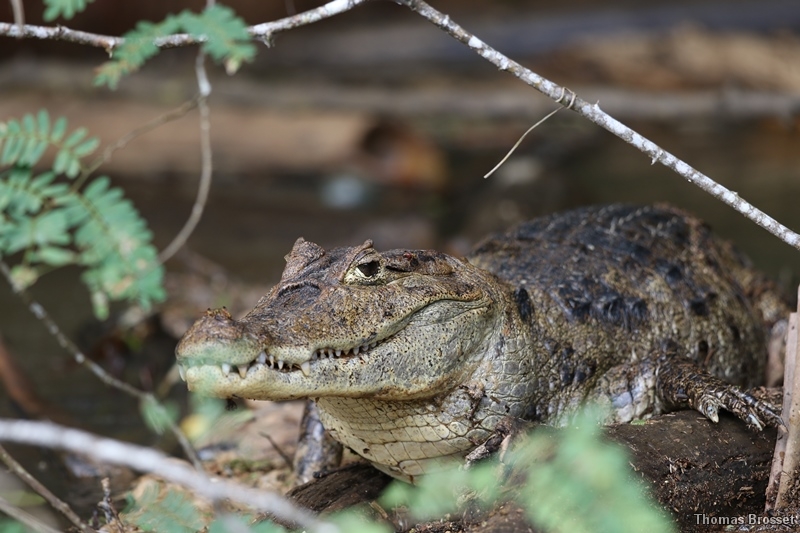 Photo Reptiles