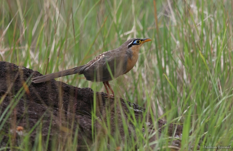 Photo Oiseaux