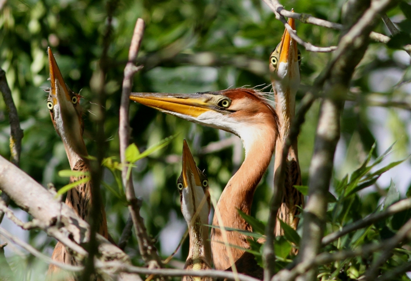 Herons_pourpres_jeunes_nid._Esnandes.jpg