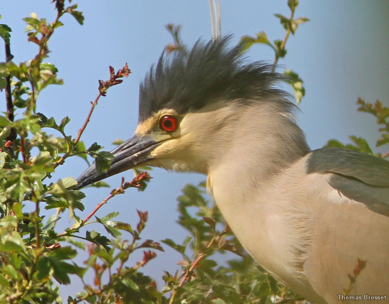 Photo Oiseaux