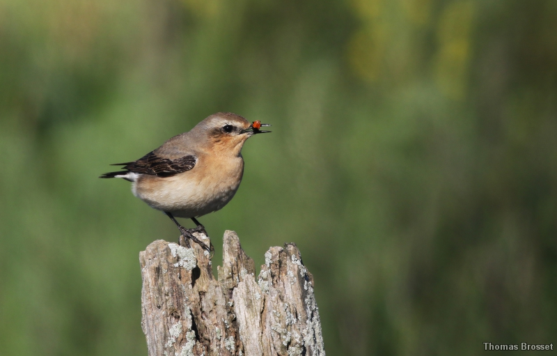 Photo Oiseaux