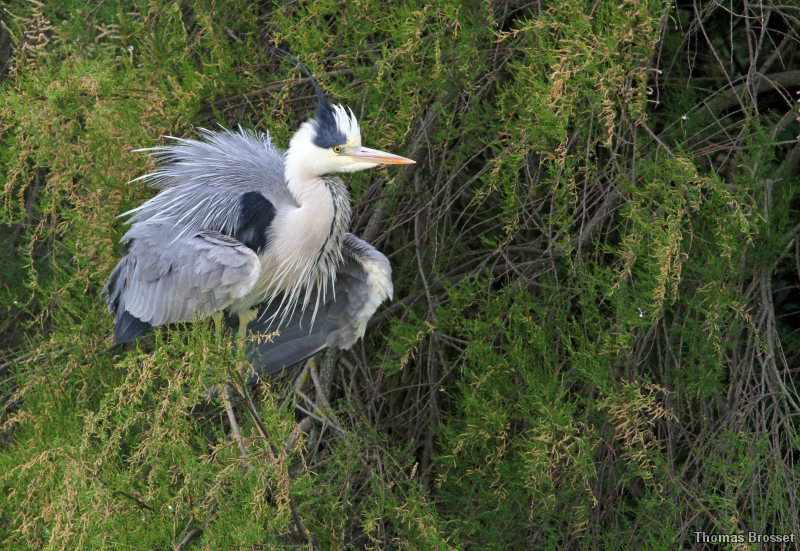 Photo Oiseaux