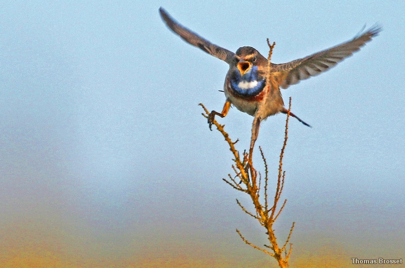 Photo Oiseaux