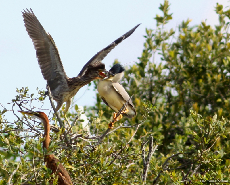 Photo Oiseaux