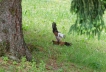 Oiseaux
