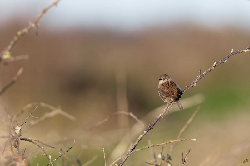 Photo Oiseaux