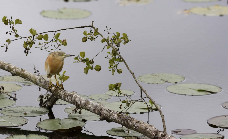 Photo Oiseaux