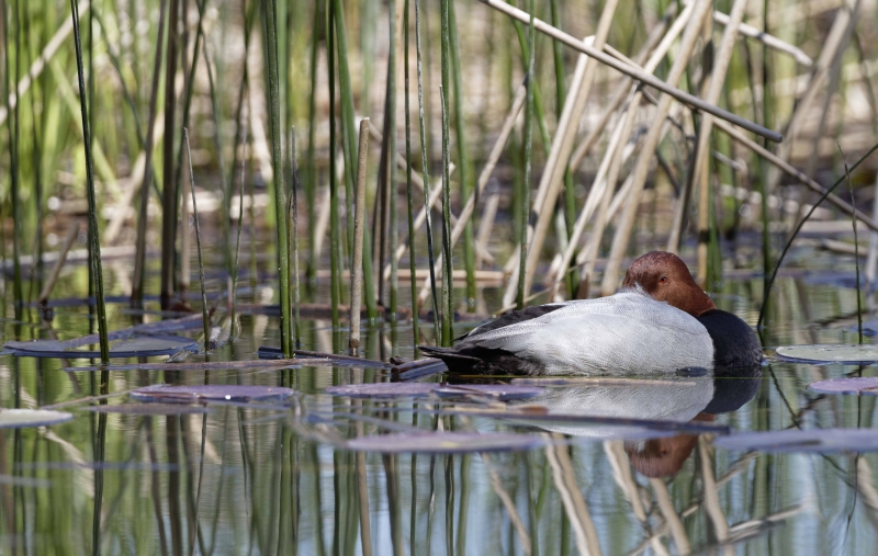 Photo Oiseaux