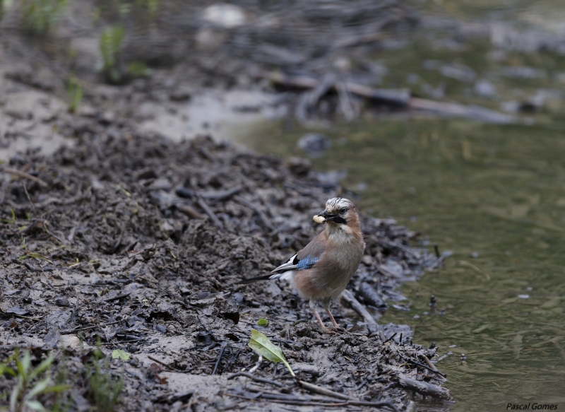 Photo Oiseaux