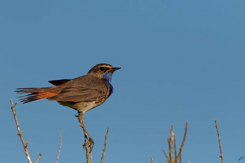 Photo Oiseaux