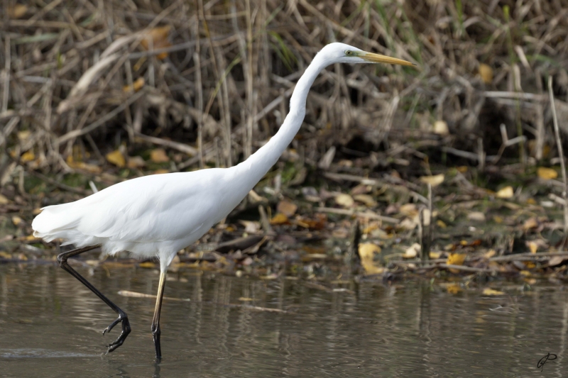 Photo Oiseaux