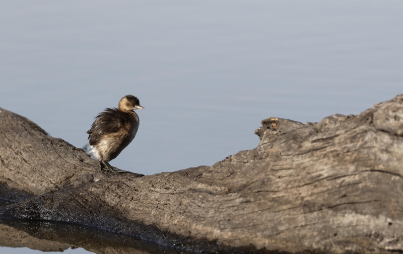 Photo Oiseaux