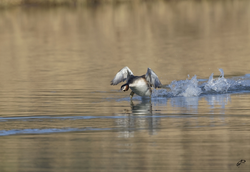 Photo Oiseaux