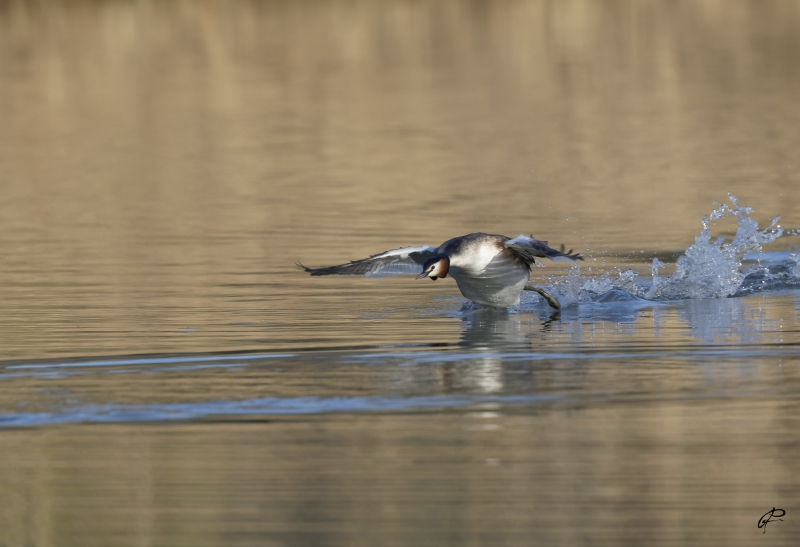 Photo Oiseaux