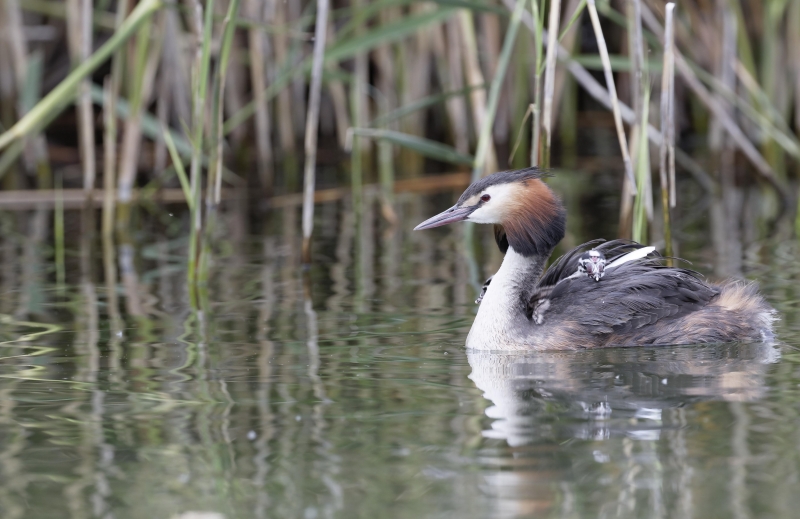 Photo Oiseaux