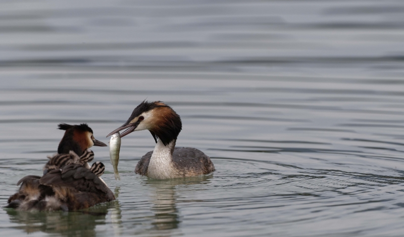 Photo Oiseaux