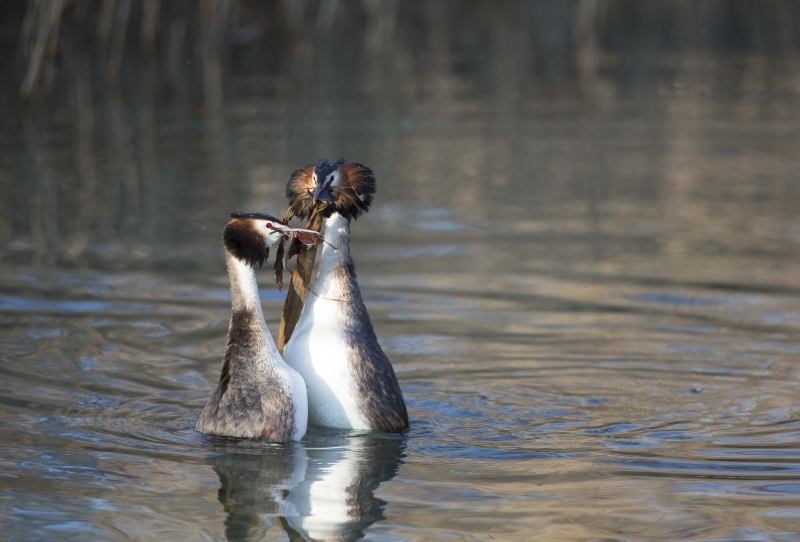 Photo Oiseaux