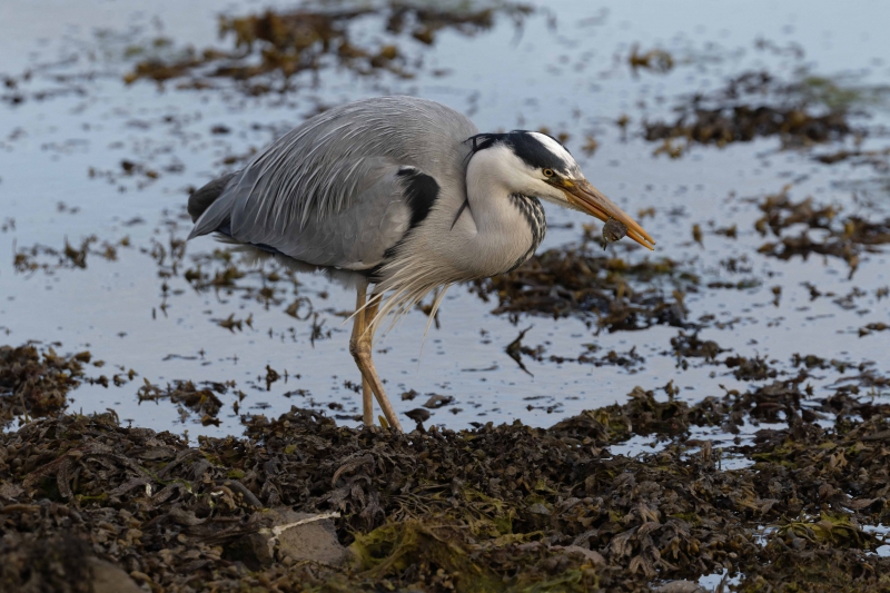 Photo Oiseaux