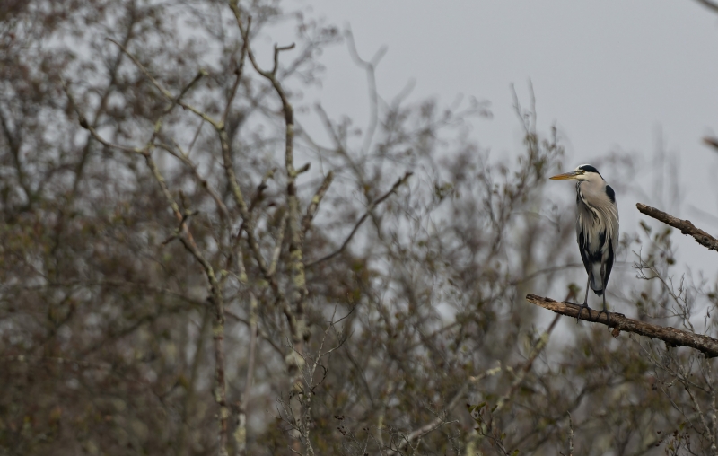 Photo Oiseaux