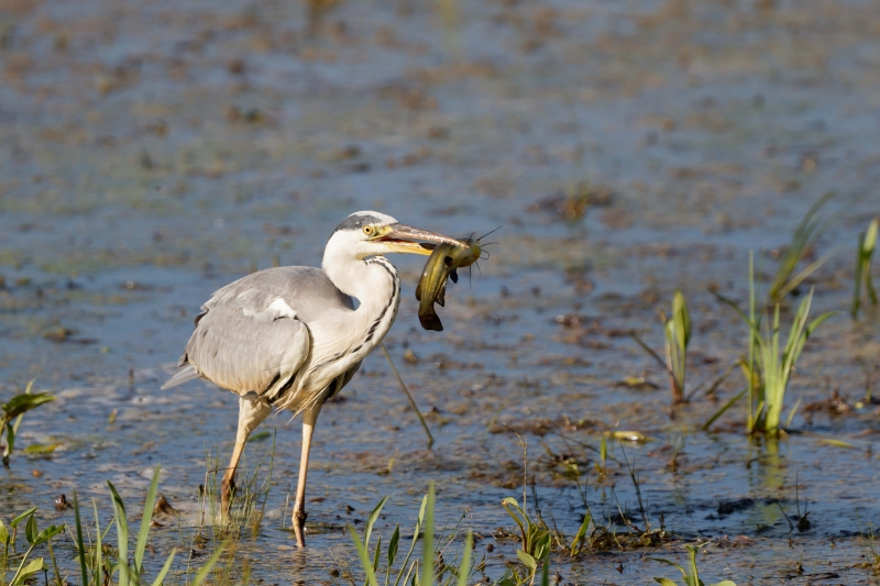 Photo Oiseaux