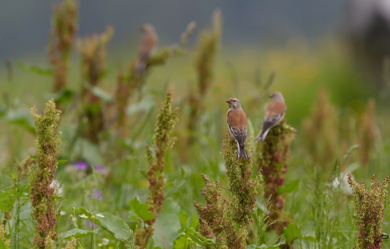 Photo Oiseaux