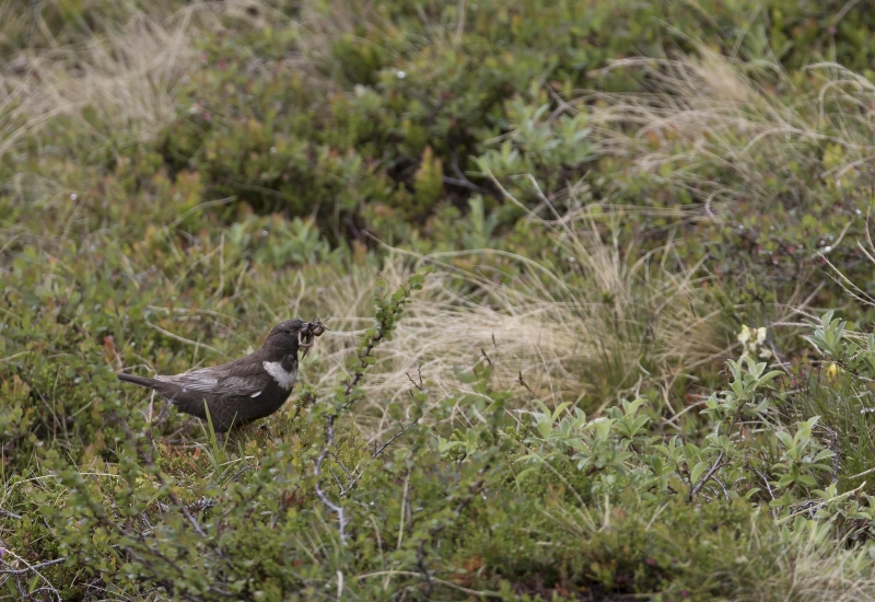 Photo Oiseaux