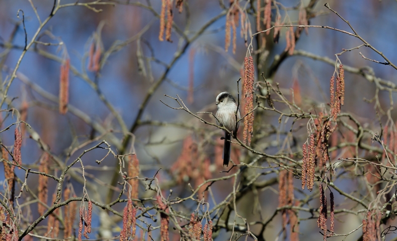 Photo Oiseaux