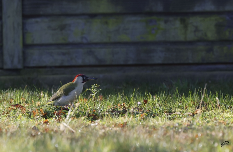 Photo Oiseaux