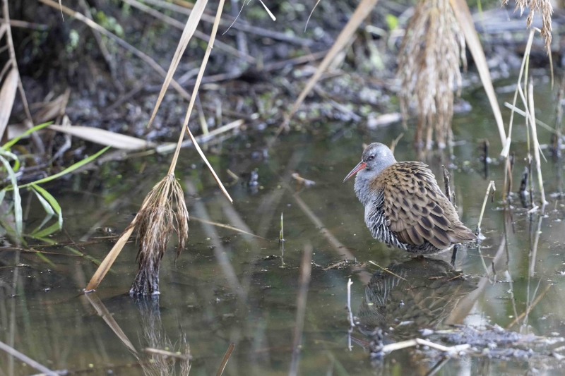 Photo Oiseaux