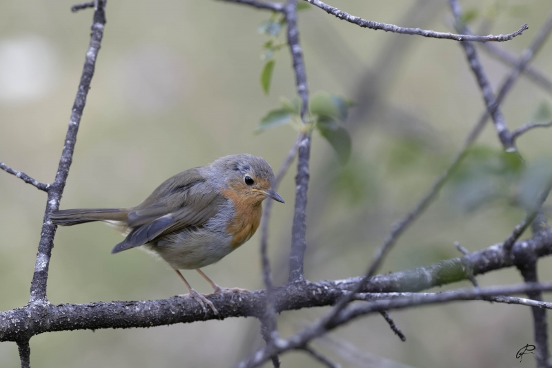 Photo Oiseaux