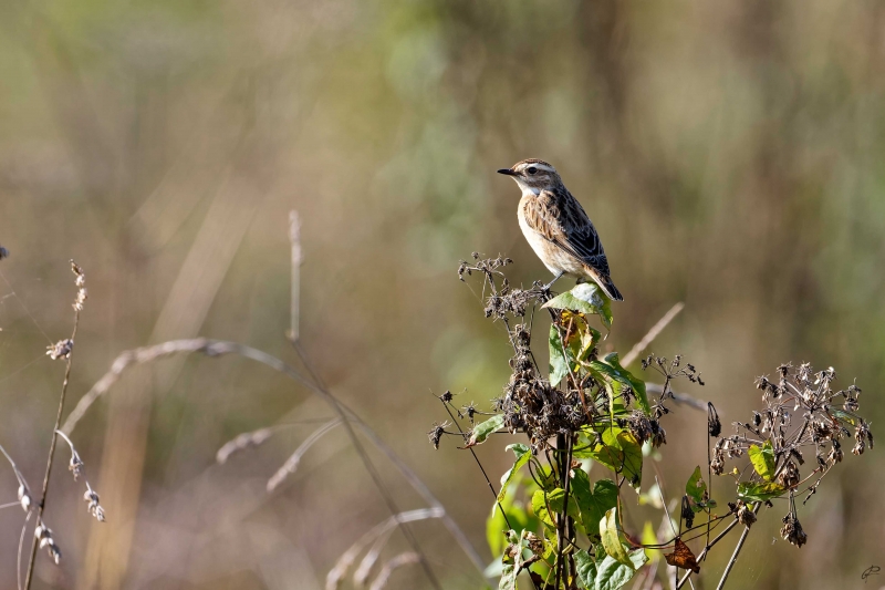 Photo Oiseaux