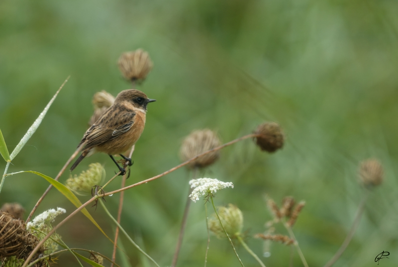 Photo Oiseaux