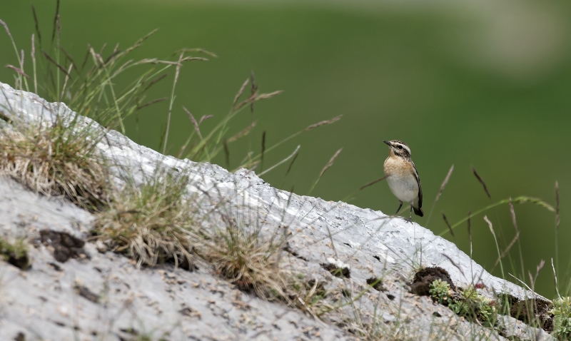 Photo Oiseaux