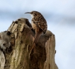 Oiseaux Grimpereau des bois